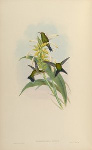 Chlorostilbon canivetii de John Gould